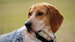 American English Coonhound Dog photo