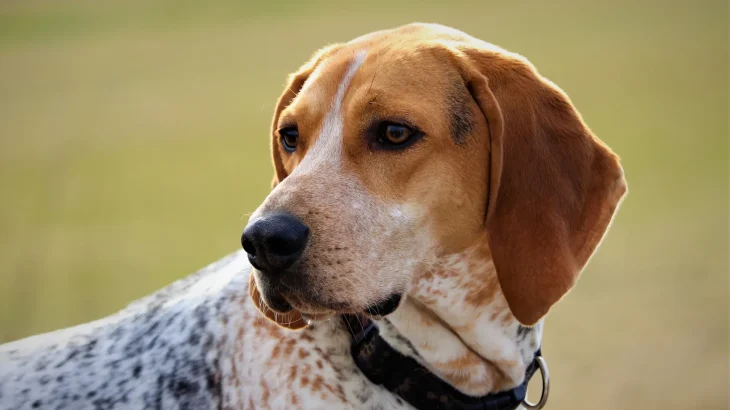 American English Coonhound Dog photo