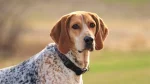 American English Coonhound Dog photo
