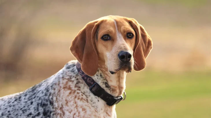 American English Coonhound Dog photo