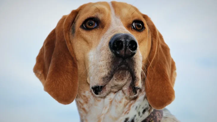 American English Coonhound Dog photo