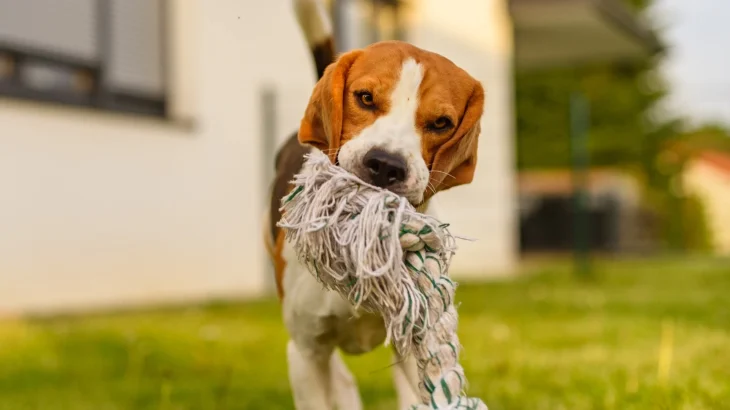 American English Coonhound Dog photo