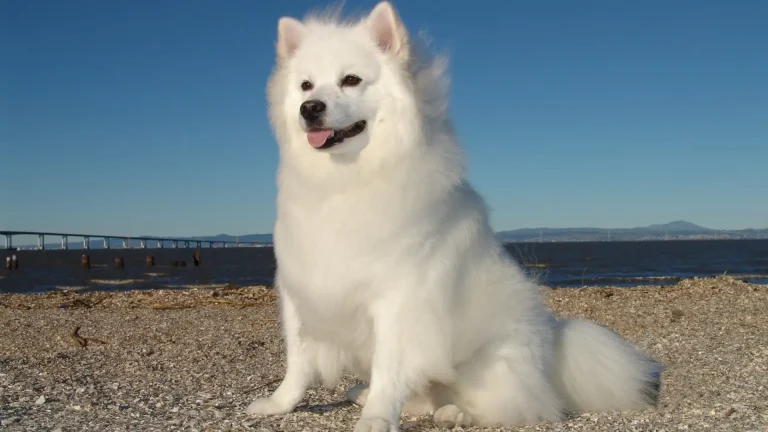 Perro esquimal americano Dog photo