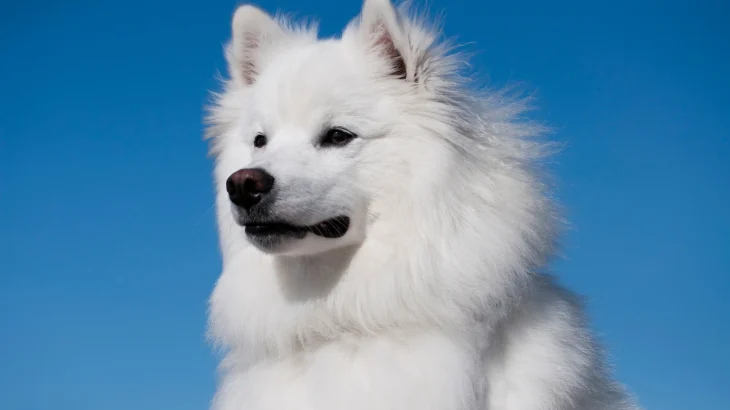Perro esquimal americano Dog photo