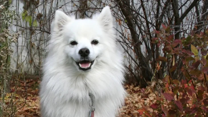 Perro esquimal americano Dog photo