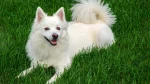 Perro esquimal americano Dog photo
