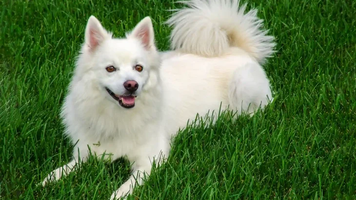 Perro esquimal americano Dog photo