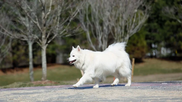 Perro esquimal americano Dog photo