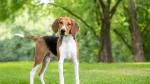 Foxhound americano Dog photo