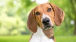 Foxhound americano Dog photo
