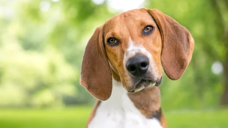Foxhound americano Dog photo