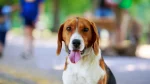 Foxhound americano Dog photo