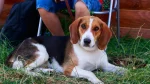 Foxhound americano Dog photo