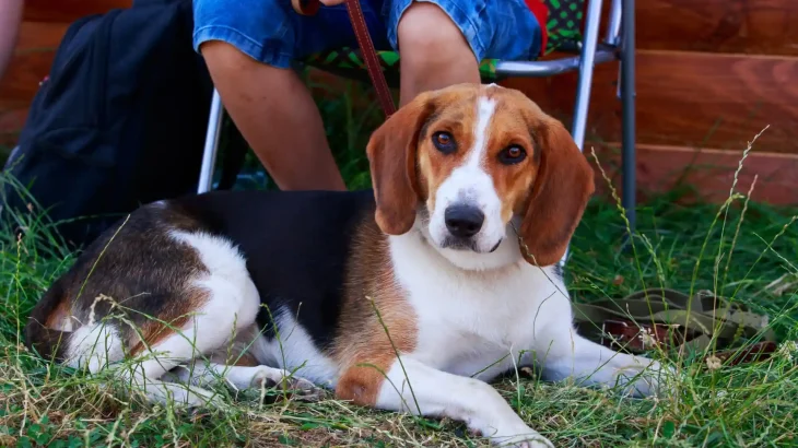 Foxhound americano Dog photo