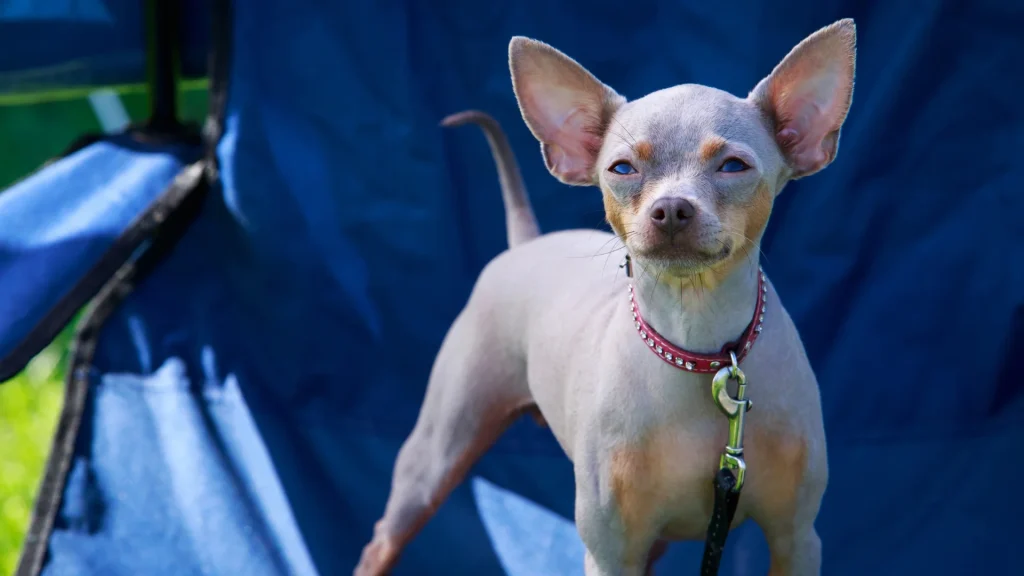 American Hairless Terrier Dog photo