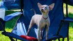 American Hairless Terrier Dog photo