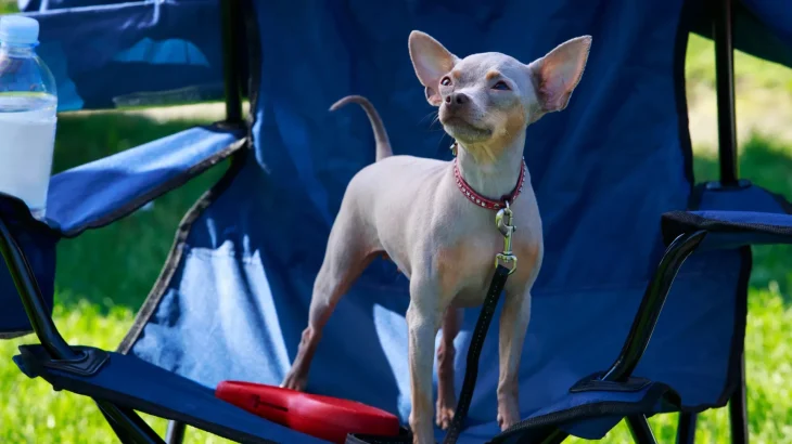 American Hairless Terrier Dog photo