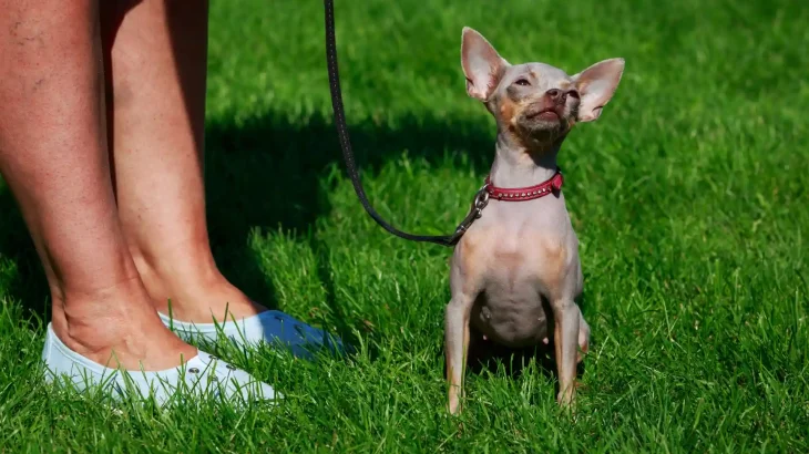 American Hairless Terrier Dog photo