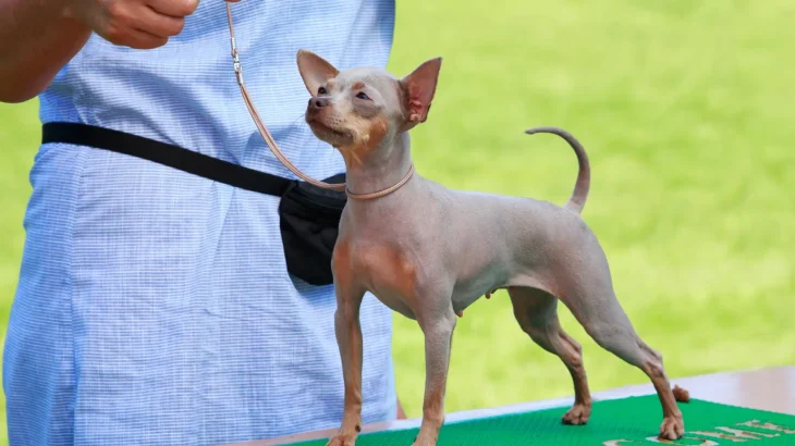 American Hairless Terrier Dog photo