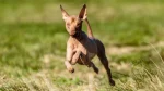 American Hairless Terrier Dog photo