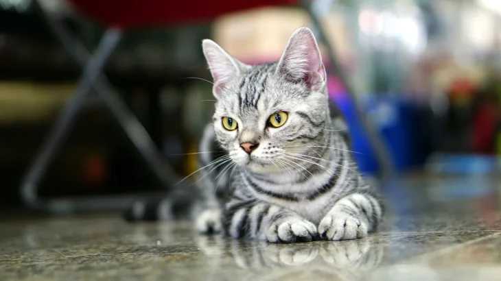 American Keuda Cat photo
