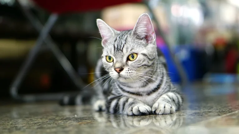American Keuda Cat photo