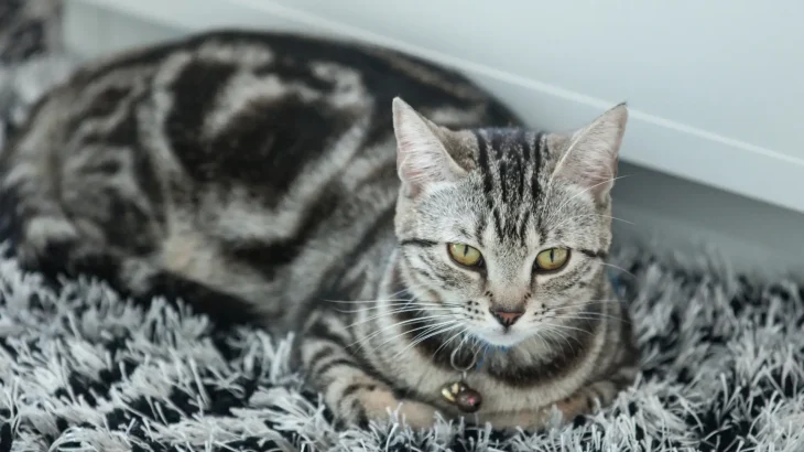 American Keuda Cat photo