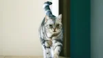 American Keuda Cat photo