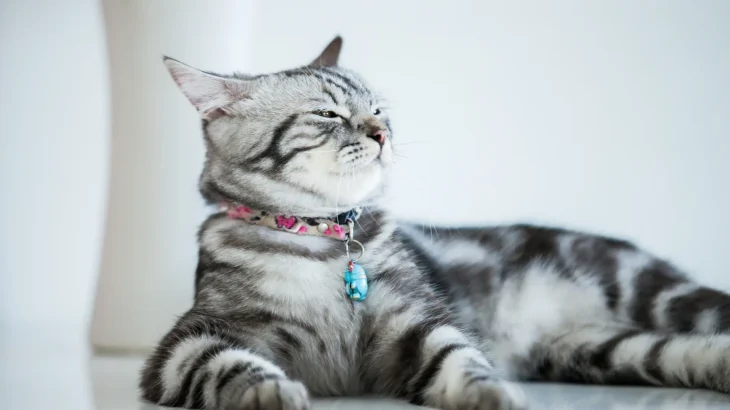 American Keuda Cat photo