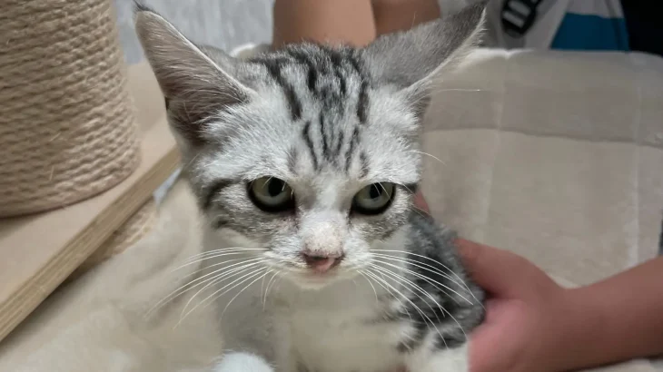 American Keuda Cat photo