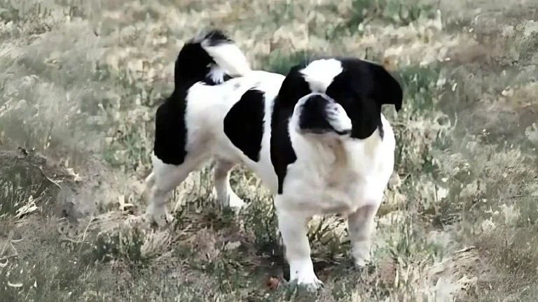 American Lo-Sze Pugg Dog photo