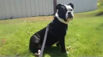American Lo-Sze Pugg Dog photo