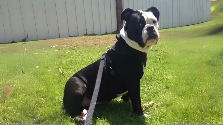 American Lo-Sze Pugg Dog photo