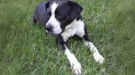 American Lo-Sze Pugg Dog photo