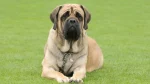 American Mastiff Dog photo