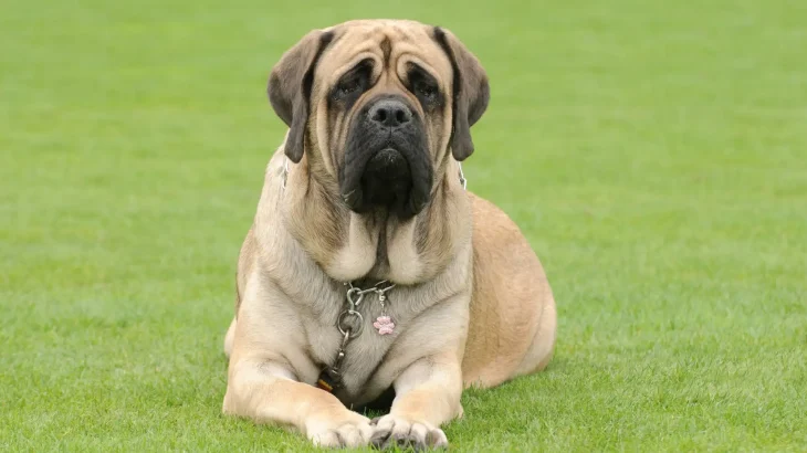 American Mastiff Dog photo