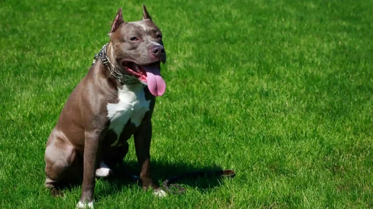 American Pit Bull Terrier Dog photo