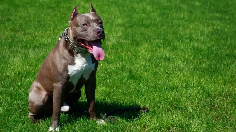 American Pit Bull Terrier Dog photo