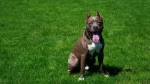 American Pit Bull Terrier Dog photo