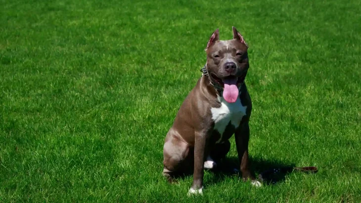 American Pit Bull Terrier Dog photo