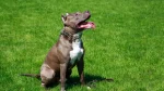 American Pit Bull Terrier Dog photo