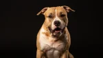 American Pit Bull Terrier Dog photo