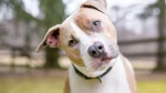 American Pit Bull Terrier Dog photo
