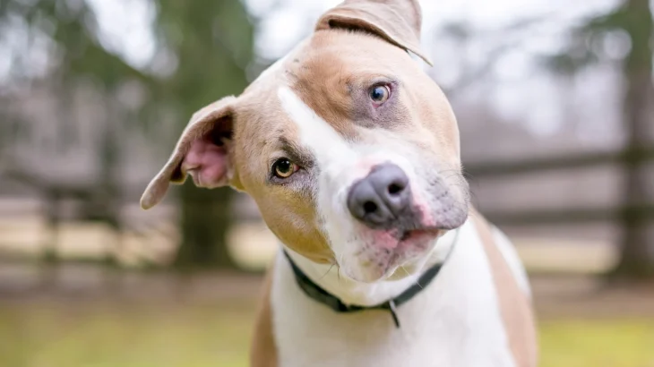 American Pit Bull Terrier Dog photo