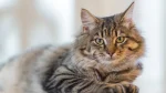 American Ringtail Cat photo