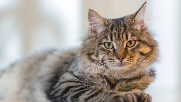 American Ringtail Cat photo