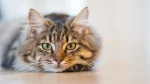American Ringtail Cat photo