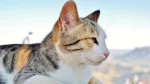 American Ringtail Cat photo