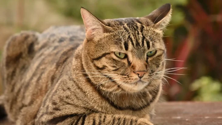 American Ringtail Cat photo