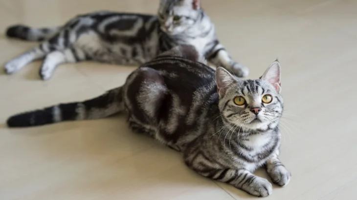 American Shorthair Cat photo